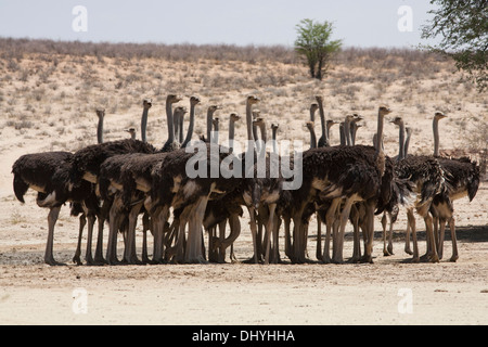 Gemeinsame Strauß (Struthio camelus) Herde in der Kalahari Wüste, Südafrika Stockfoto