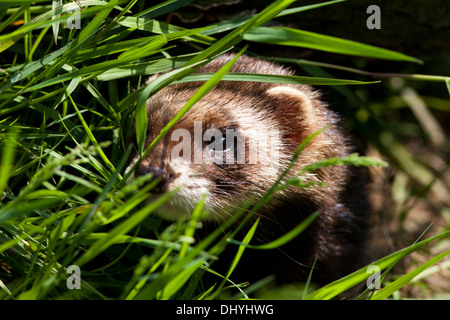 Europäischen Iltis (Mustela putorius) Großbritannien Stockfoto