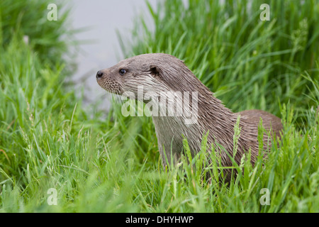 Fischotter vom Ufer in der UK (Lutra lutra) kann Stockfoto