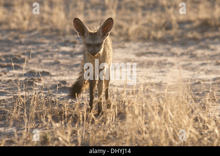 Bat-eared Fox (otocyon Megalotis) in der Kalahari Wüste, Südafrika Stockfoto