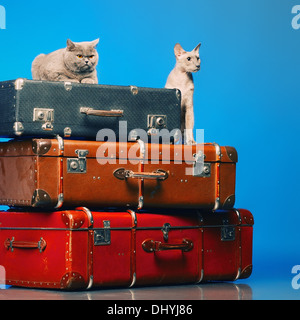 Peterbald und blau Britisch Kurzhaar Katze, blauer Hintergrund Stockfoto