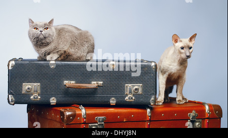 Peterbald und blau Britisch Kurzhaar Katze, blauer Hintergrund Stockfoto