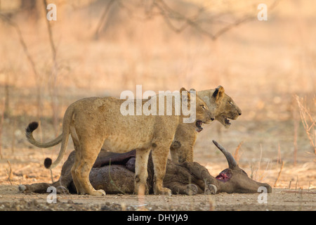 Löwinnen (Panthera Leo) auf afrikanische Büffel (Syncerus Caffer) zu töten Stockfoto