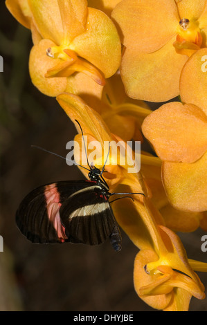 Schmetterling auf Gelbe Orchidee im Garten Schmetterlinge Stockfoto