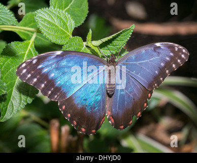 blaue Morphoo Schmetterling auf grünen Blättern Stockfoto