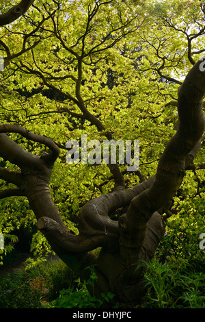 Acer Palmatum Gold verlässt Laub Frühling Holz Wald Zierbaum Reife specimum Stockfoto