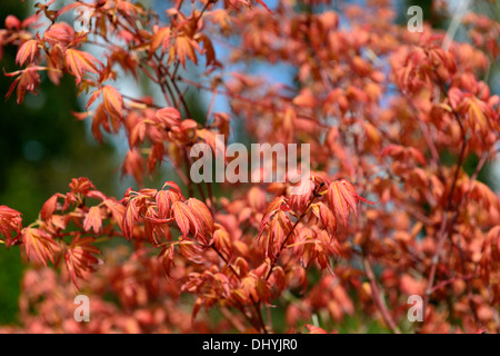 Acer Palmatum Katsura orange Laub Blätter Frühling Holz Wald Zierbaum Stockfoto