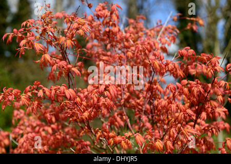 Acer Palmatum Katsura orange Laub Blätter Frühling Holz Wald Zierbaum Stockfoto