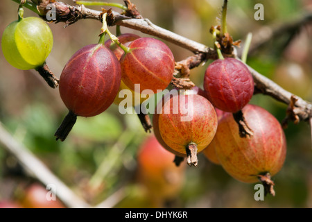 Stachelbeeren Stockfoto