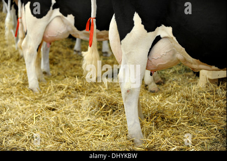 Detail mit einer vollen Euter eine Milchkuh Holstein Stockfoto