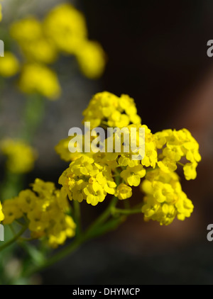 Aurinia Inselbogens Sulphurea Syn Alyssum Inselbogens Goldstaub gelbe Blumen Blüte Blüte Stockfoto