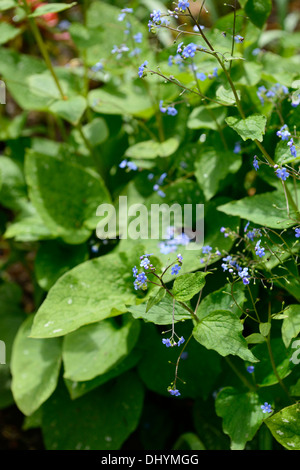 Brunnera Macrophylla Langtrees blau mehrjährige Vergiss mich nicht Schatten Schatten Schatten liebende Pflanze Frühjahr blühen Stockfoto