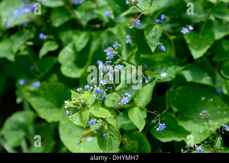 Brunnera Macrophylla Langtrees blau mehrjährige Vergiss mich nicht Schatten Schatten Schatten liebende Pflanze Frühjahr blühen Stockfoto