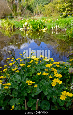 Caltha Palustris König Tassen Sumpfdotterblumen gelbe Blumen Blüte