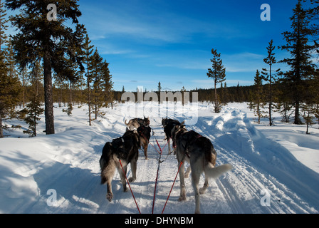 Tundra Transport - Hunde laufen durch die Landschaft zieht einen Schlitten Stockfoto