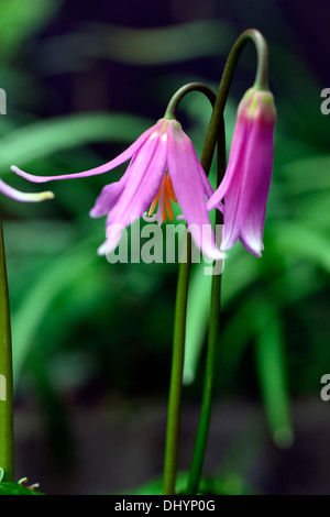 Erythronium Revolutum Knightshayes rosa Fawn Lily Dogstooth violett Frühlingsblumen blühen Büschel Farben Farben Hunde Zahn Stockfoto