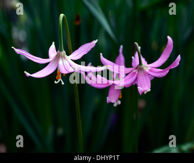 Erythronium Revolutum Knightshayes rosa Fawn Lily Dogstooth violett Frühlingsblumen blühen Büschel Farben Farben Hunde Zahn Stockfoto