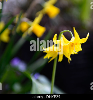 Erythronium Tuolumnense Spindlestone Fawn Lily Dogstooth Violett Gelb Frühlingsblumen blühen Büschel Farben Farben Hunde Zahn Stockfoto