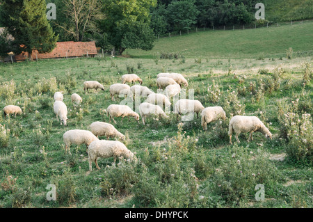 Schafherde auf grüner Wiese. Stockfoto