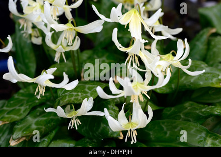 Erythronium Californicum weiße Pracht Fawn Lily Dogstooth violett weiß Frühlingsblumen blühen Büschel Farben Farben Hunde Zahn Stockfoto