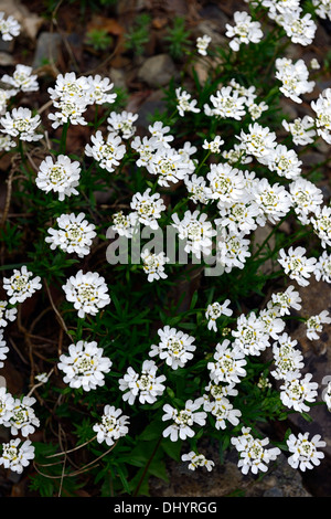 Iberis Sempervirens Reinheit immergrüne Schleifenblume weiße Blumen Blüte blühen blühenden Frühling Stockfoto