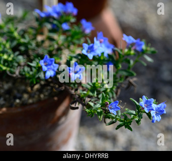 Lithodora Diffusa Heavenly Blue tiefblau trichterförmigen Blüten immergrünen Strauch Purpur Gromwell Stockfoto
