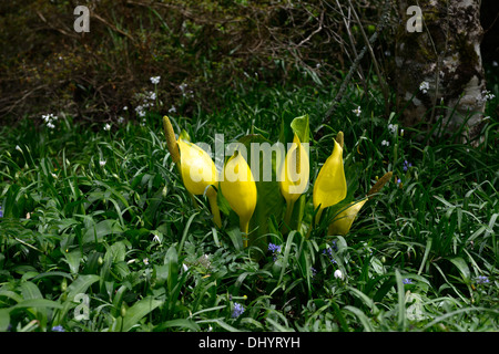 Lysichiton Americanus gelb Skunk Cabbage Blumen Blüte Blüte Blüte Frühling Stauden Moor Wasser Wasserpflanzen Stockfoto