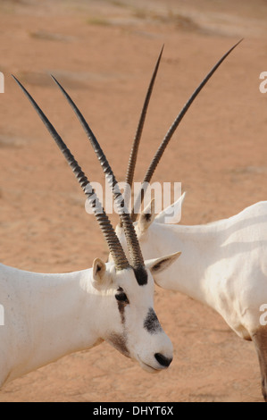 Oryx, (Oryx Leucoryx) arabische Dessert, Dubai, Vereinigte Arabische Emirate. Stockfoto