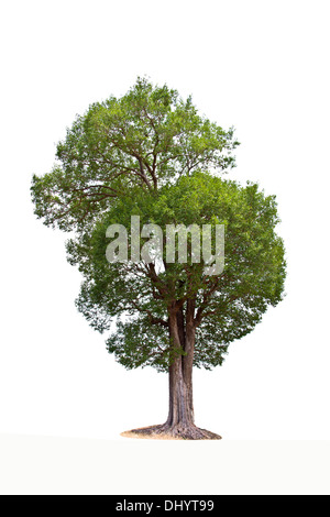 Irvingia Malayana auch bekannt als Wild Almond, tropischer Baum im Nordosten von Thailand isoliert auf weißem Hintergrund Stockfoto