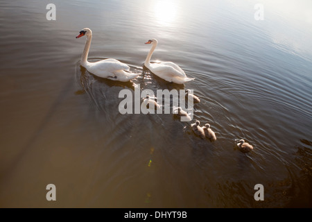 Stumm Schwäne, Cygnus Olor, Erwachsenen Schwimmen mit Cygnets, Naturpark Steinhuder Meer, Niedersachsen, Deutschland, Europa, Stockfoto