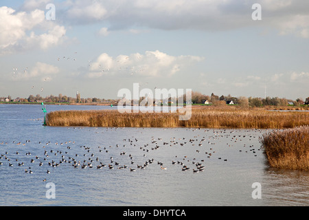 Grau-Verzögerung Gänse schwimmen auf niederländische Fluss Lek, Nieuw-Lekkerland, Südholland, Niederlande Stockfoto