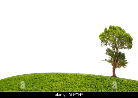 Irvingia Malayana auch bekannt als Wild Almond, tropischer Baum im Nordosten von Thailand isoliert auf weißem Hintergrund Stockfoto