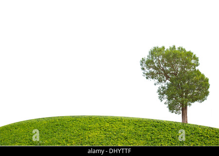 Irvingia Malayana auch bekannt als Wild Almond, tropischer Baum im Nordosten von Thailand isoliert auf weißem Hintergrund Stockfoto