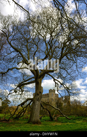 Westen Rasen Eiche Baum Malahide Castle Talbot Botanic Gardens Dublin Irland Glied zweigt berühren gemahlen Stockfoto