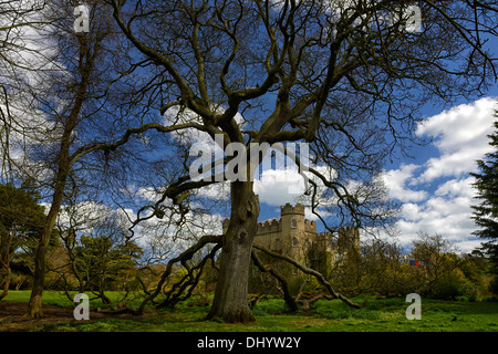 Westen Rasen Eiche Baum Malahide Castle Talbot Botanic Gardens Dublin Irland Glied zweigt berühren gemahlen Stockfoto