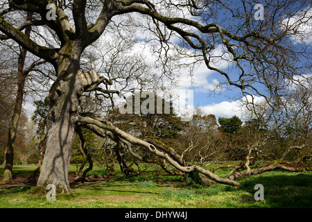 Westen Rasen Eiche Baum Malahide Castle Talbot Botanic Gardens Dublin Irland Glied zweigt berühren gemahlen Stockfoto