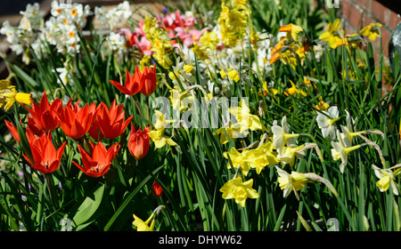 Frühling Blumen Blüten Narzissen Narzissen Anemone Tulpe Scilla Mischung gemischt Pflanze Anzeigenkombination Stockfoto