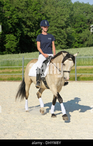 Connemara Pony - Dressur-Reiten - trott Stockfoto