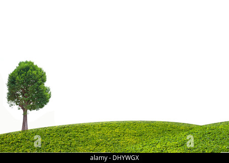 Irvingia Malayana auch bekannt als Wild Almond, tropischer Baum im Nordosten von Thailand isoliert auf weißem Hintergrund Stockfoto