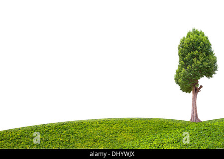 Irvingia Malayana auch bekannt als Wild Almond, tropischer Baum im Nordosten von Thailand isoliert auf weißem Hintergrund Stockfoto