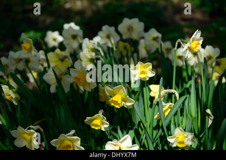 Narzisse goldene gelbe cremige weiße gelbe Trompete Blumen Frühling Blüte Blüte Stockfoto