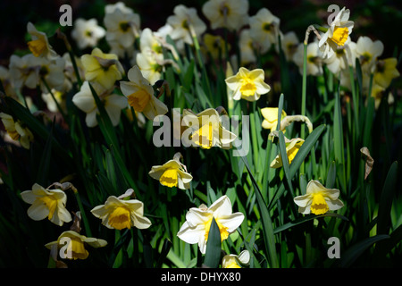 Narzisse goldene gelbe cremige weiße gelbe Trompete Blumen Frühling Blüte Blüte Stockfoto