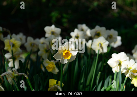 Narzisse goldene gelbe cremige weiße gelbe Trompete Blumen Frühling Blüte Blüte Stockfoto