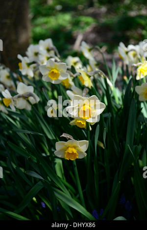 Narzisse goldene gelbe cremige weiße gelbe Trompete Blumen Frühling Blüte Blüte Stockfoto