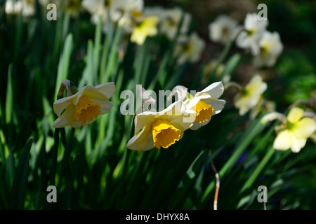 Narzisse goldene gelbe cremige weiße gelbe Trompete Blumen Frühling Blüte Blüte Stockfoto