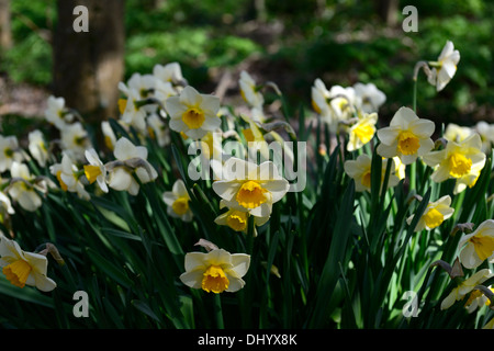 Narzisse goldene gelbe cremige weiße gelbe Trompete Blumen Frühling Blüte Blüte Stockfoto