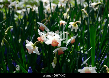 Narzissen pink Charme Closeup Pflanzenportraits blasses Pastell orange Blüten Blumen Narzissen Narzissen Blumenzwiebeln Frühling Stockfoto