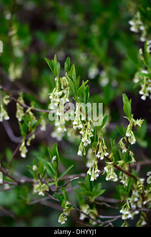 Oemleria Cerasiformis Blumen Frühling früh Syn Osoberry indischen Pflaume Baum Blüte Blüten zweihäusig weißen grünen glockenförmigen Stockfoto