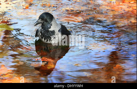 Berlin, Deutschland. 5. November 2013. Eine Hoodiecrow nimmt ein Bad in einem Brunnen mit herbstliche farbige Blätter im Zoo in Berlin, Deutschland, 5. November 2013 abgedeckt. Foto: Stephanie Pilick/Dpa/Alamy Live News Stockfoto