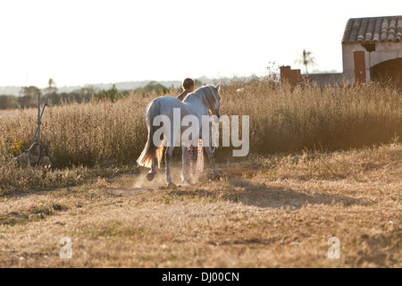 junge Frau Training Pferd draußen im Sommer Choreographie Stockfoto